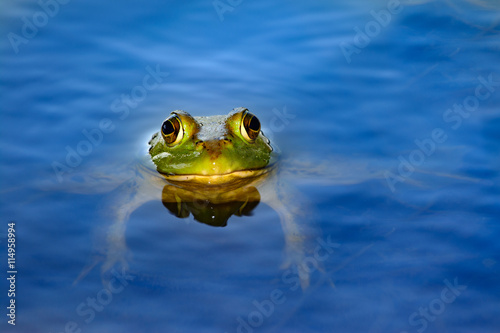 Zdjęcie XXL Amerykański bullfrog pływający w stawie (Lithobates catesbeianus)