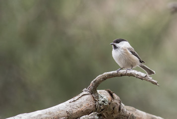 Marsh Tit 