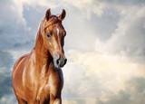 Fototapeta Konie - chestnut arabian horse portrait