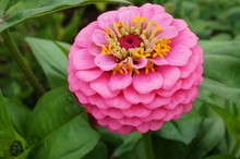 Close Up Of A Bright Pink Zinnia Flower In Bloom