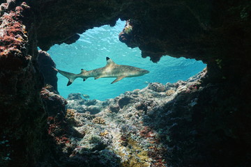 Wall Mural - Natural hole underwater into the fore reef with a blacktip reef shark, Carcharhinus melanopterus, Huahine island, Pacific ocean, French Polynesia