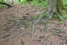 Tree Roots Protruding From The Ground