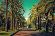 Allée de palmiers sur la Croisette à Cannes: Palmeraie de la Roseraie
