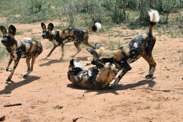 Wall Mural - african wild dogs