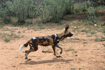 Wall Mural - african wild dog