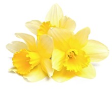Narcissus Flowers