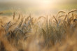Wheat stalks