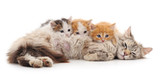 Fototapeta Koty - Cat with kittens.