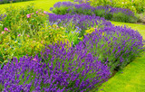 Beautiful, summer garden with lavender and roses