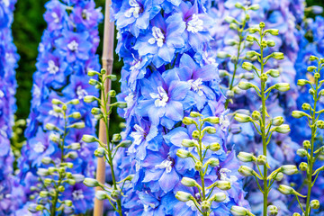 Canvas Print - Blue delphinium blossom in the garden