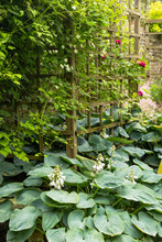 Hosta (Hosta). Group Of Flowering Plants On The Background Of A Brick Wall Garden