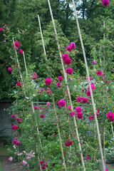 Canvas Print - Beautiful garden with red roses blossom