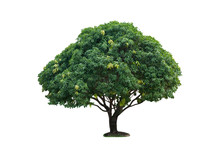 Isolated Single Mango Tree On White With Clipping Path