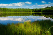 forest lake/grass on the forest lake in a sunlight