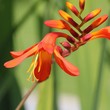 © beppenob - Crocosmia - Montbretia