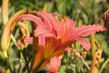 Wall Mural - Daylily