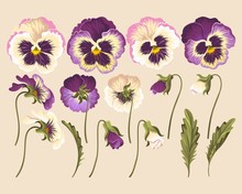 Set Of Pansy Flowers