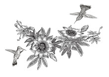 Passiflora And Colibri. Vintage Botanical Illustration. Vector Design Element. Black And White Color.