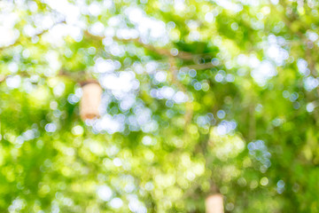 Fototapete - Blurred group of tree in park,Vintage filtered, nature background