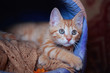 Red-headed   kitten in a personal house