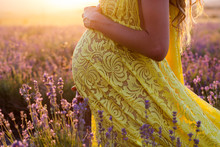 Belly Of Pregnant Woman In A Lavender Field