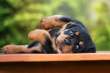 Adorable Rottweiler Puppy Lying Down 