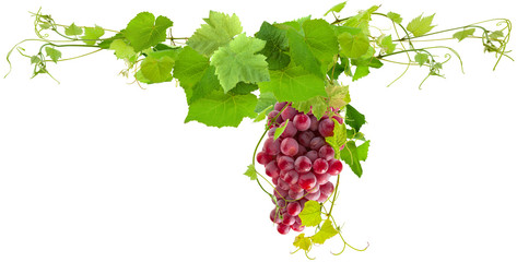 Canvas Print - grappe de raisin rose et pampres de vigne, fond blanc