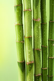 green bamboo background with water drops