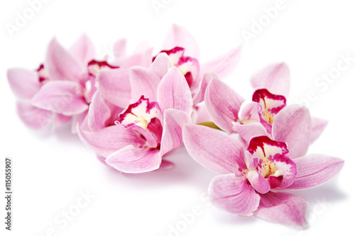 Nowoczesny obraz na płótnie pink orchid flowers isolated on white