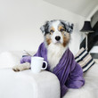 Australian Shepherd sitzt auf einem weißem Sofa in einen lila Bademantel gehüllt mit einer Tasse Kaffee