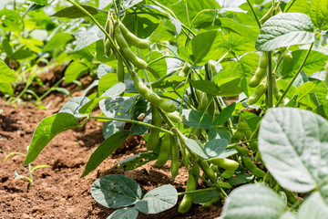 Edamame in Japanese farm