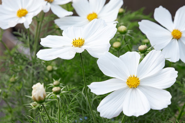 white garden cosmos flowers, cosmos bipinnatus background