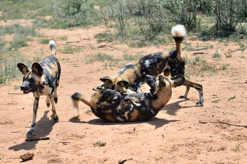 Wall Mural - african wild dogs