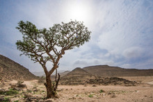 Frankincense Trees In Salalah, Oman