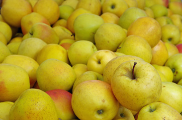 Wall Mural - Yellow apples piled in the market 