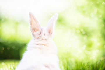 Wall Mural - Hase von Hinten in Natur Ostern