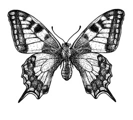 Wall Mural - engraved, drawn,  illustration, insect, butterfly, swallow-tailed, Papilio