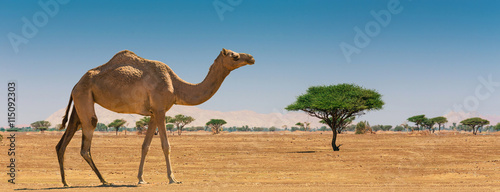 Fotografía Desert landscape with camel