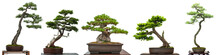 Bonsai Bäume Nadelbäume Aus Japan