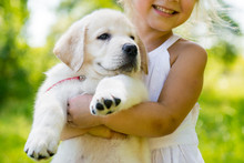 Little Girl With A Golden Retriever Puppy