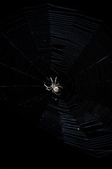 big brown garden spider in center of his web with small insect prey at night