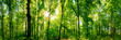 canvas print picture - Wald Panorama mit Sonnenstrahlen
