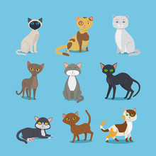 Vector Cats. Cartoon Domestic Cat Set Illustration