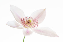 Clematis Flower Isolated