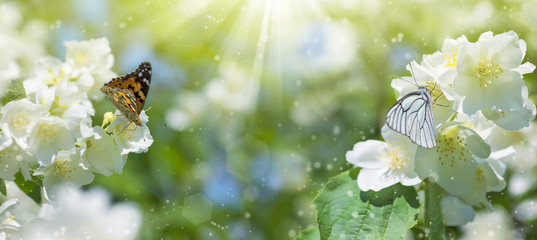 Spring background with flowering jasmine and two butterflies on flowers