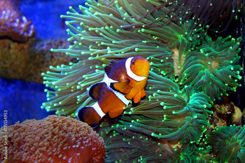 Obraz Dibond Prawdziwy Nemo w tropikalnym akwarium