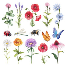 Watercolor Illustrations Of Wild Flowers And Insect Illustration