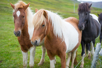  Icelandic horses. The Icelandic horse is a breed of horse developed in Iceland. Although the horses are small, at times pony-sized, most registries for the Icelandic refer to it as a horse.
