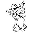 Sketch Funny dog Yorkshire terrier breed sitting hand drawing vector