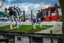 The Figures Of Two Cows On The Roof Of A Residential Barge.